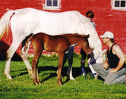 Robin and AK
              Sheeza Beauty (1996)