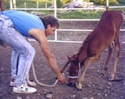 Robin and Jazpyr
              Bay (1990)